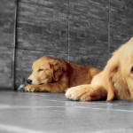 Slider-Image-13