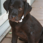Fred and Jacqis pup from Mattie