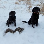 Dixie & Nitro Jan. 2011
