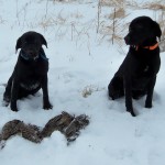 dixie & Nitro Jan. 2011