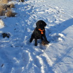 Rocky’s first hunt Jan. 2011