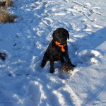 Rocky’s first hunt Jan. 2011