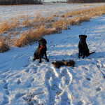 Rocky & Mattie Jan. 2011