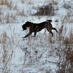 Rockys solo hunt