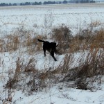 Rockys solo hunt Jan. 2011