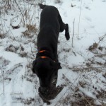 solo hunt