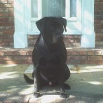 Star on porch