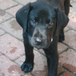 matties male pup Fred  Jaqui