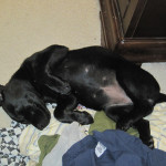 matties pup 2010