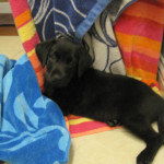 matties pup 2010#2