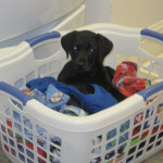 matties pup #5