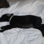 matties pup#3