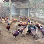 TRB_Pheasant_1
