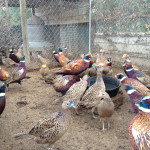 TRB_Pheasant_2