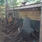 TRB_Pheasant_3
